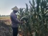 Polri Dukung Astacita, Polsek jenu Polres Tuban Turun Cek Tanaman Jagung Warga di Desa Kaliuntu