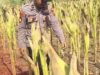 Bhabinkamtibmas Polsek Widang Monitoring Pertumbuhan Jagung