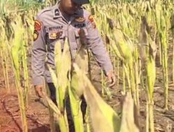 Bhabinkamtibmas Polsek Widang Monitoring Pertumbuhan Jagung