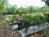Dukung Petani Kembangkan Hortikultura, Bhabinkamtibmas Desa Jurumapin Sambangi Kebun Cabai di Agro Tamase