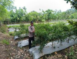 Dukung Petani Kembangkan Hortikultura, Bhabinkamtibmas Desa Jurumapin Sambangi Kebun Cabai di Agro Tamase