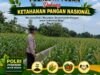 Polri dukung progam Astacita, Polsek Jatirogo Polresta Tuban Turun Cek Tanaman jagung Warga di Desa Kebonharjo