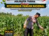 Polsek Bangilan Dukung Ketahanan Pangan Nasional Melalui Monitoring Tanaman Jagung