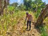 ANGGOTA POLSEK GRABAGAN SAMBANG DESA BINAAN, PANTAU LAHAN JAGUNG DAN MEMASTIKAN SISTEM IRIGASI MASIH LANCAR