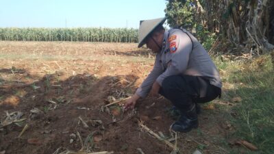 Polri Dukung Astacita, Polsek jenu Polres Tuban Turun Cek Tanaman Jagung Warga di Desa Kaliuntu