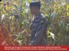 Mendukung Program Ketahanan Pangan, Bhabinkamtibmas Monitoring Pertumbuhan Jagung