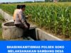 Polsek Soko Polresta Tuban Turun Langsung Cek Tanaman Jagung Warga