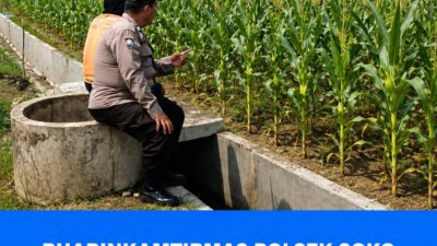 Polsek Soko Polresta Tuban Turun Langsung Cek Tanaman Jagung Warga