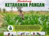 Mendukung Program Ketahanan Pangan Nasional Anggota Bhabinkamtibmas Polsek Senori Polresta Tuban Lakukan Pemantauan Tanaman Jagung Warga Desa Jatisari