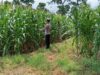 POLSEK TAMBAKBOYO POLRESTA TUBAN GELAR MONITORING KETAHAN PANGAN DI LAHAN JAGUNG