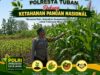 Dukung Asta Cita, Polsek Jatirogo Turun Langsung Pantau Ladang Jagung Warga Desa Jatiklabang
