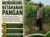 Dukung Ketahanan Pangan, Anggota Polsek Bancar Turun Langsung Bantu Warga Desa Ngampelrejo Panen Jagung