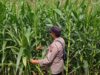 Polsek Tambakboyo Cek Lahan Jagung Warga, Dukung Swasembada Pangan Nasional
