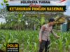 Polsek Bangilan Dukung Ketahanan Pangan Nasional Melalui Monitoring Tanaman Jagung