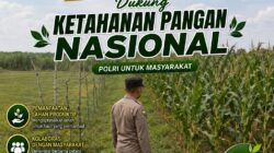 Dukung Astacita Swasembada Pangan, Polsek Jatirogo Pantau Lahan Jagung di Desa Wangi