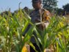 Mendukung Program Ketahanan Pangan, Bhabinkamtibmas Monitoring Pertumbuhan Jagung
