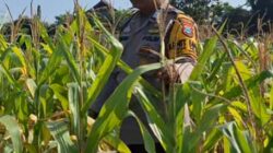 Mendukung Program Ketahanan Pangan, Bhabinkamtibmas Monitoring Pertumbuhan Jagung