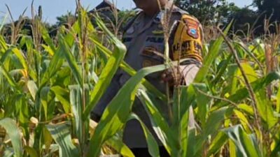 Mendukung Program Ketahanan Pangan, Bhabinkamtibmas Monitoring Pertumbuhan Jagung