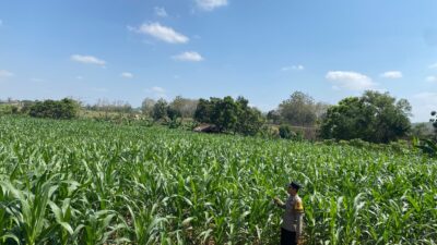 Dukung Astacita Presiden, Bhabinkamtibmas Polsek Kenduruan Polresta Tuban Cek Perkembangan Tanaman Jagung Warga
