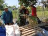 Setiap Bulir Padi, Ada Harapan Petani Midang