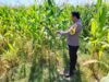Dukung Ketahanan Pangan, Bhabinkamtibmas Desa Labuhan Burung Sambangi Petani dan Ajak Manfaatkan Lahan Produktif
