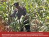 Mendukung Program Ketahanan Pangan, Bhabinkamtibmas Monitoring Pertumbuhan Jagung