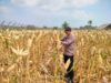 Polri Dukung Astacita, Polsek jenu Polres Tuban Turun Cek Tanaman Jagung Warga di Desa Sumurgeneng