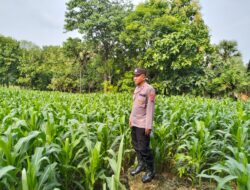 Polsek Plumpang Polresta Tuban Turun Langsung Cek Tanaman Jagung Warga