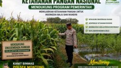 Polsek Montong Polresta Tuban Turun Cek Tanaman jagung Warga di Desa Pucangan
