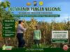 ANGGOTA POLSEK PARENGAN POLRESTA TUBAN DORONG KETAHANAN PANGAN MELALUI PENDAMPINGAN PETANI JAGUNG DI DESA KUMPULREJO KEC. PARENGAN KAB. TUBAN