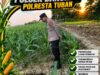 Polsek Bangilan Perkuat Ketahanan Pangan melalui Monitoring Tanaman Jagung