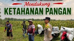 Anggota Bhabinkamtibmas Polsek Senori Polresta Tuban Turun ke ladang, Bantu Warga Desa Jatisari Panen Jagung