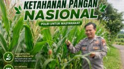 Dukung Astacita, Polsek Palang Polresta Tuban Pantau Langsung Lahan Jagung milik warga Desa Wangun