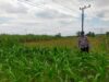 Polsek Jatirogo Turun ke Lahan produktif Desa Demit Wujudkan Dukungan Astacita Swasembada Pangan
