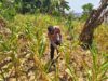 ANGGOTA POLSEK GRABAGAN SAMBANG DESA BINAAN, PANTAU LAHAN JAGUNG DAN MEMASTIKAN SISTEM IRIGASI MASIH LANCAR