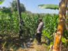DALAM RANGKA MENDUKUNG PROGRAM KETAHANAN PANGAN, ANGGOTA POLSEK PARENGAN POLRESTA TUBAN SAMBANGI PETANI JAGUNG DI DESA SUKOREJO KEC. PARENGAN.