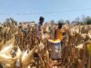 Mendukung Program Ketahanan Pangan, Bhabinkamtibmas Pendampingan Petani Panen Jagung
