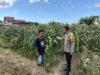 Bhabinkamtibmas Desa Bagik Papan Jalin Silaturahmi, Cek Tanaman Jagung, dan Sampaikan Himbauan Kamtibmas kepada Warga