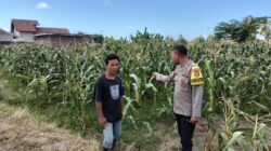 Bhabinkamtibmas Desa Bagik Papan Jalin Silaturahmi, Cek Tanaman Jagung, dan Sampaikan Himbauan Kamtibmas kepada Warga