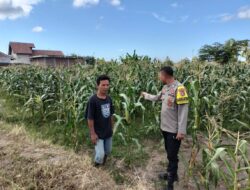 Bhabinkamtibmas Desa Bagik Papan Jalin Silaturahmi, Cek Tanaman Jagung, dan Sampaikan Himbauan Kamtibmas kepada Warga