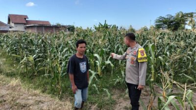 Bhabinkamtibmas Desa Bagik Papan Jalin Silaturahmi, Cek Tanaman Jagung, dan Sampaikan Himbauan Kamtibmas kepada Warga