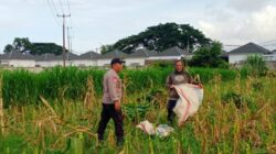 Dukung Ketahanan Pangan Nasional, Polsek Labuapi Dampingi Petani Lokal di Desa Karang Bongkot