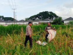 Dukung Ketahanan Pangan Nasional, Polsek Labuapi Dampingi Petani Lokal di Desa Karang Bongkot