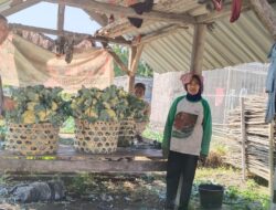  Bhabinkamtibmas Pohgading Timur Cek Panen Brokoli, Dukung Ketahanan Pangan dan Sampaikan Himbauan Kamtibmas