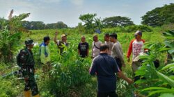 Polsek Batulayar Bergerak Sulap Lahan Tidur Jadi Sumber Pangan Produktif Warga