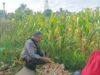 Langkah Konkret Polsek Batulayar Ajak Warga Sandik Ciptakan Pekarangan Produktif