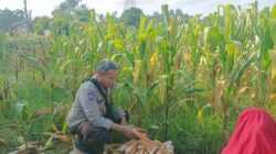 Langkah Konkret Polsek Batulayar Ajak Warga Sandik Ciptakan Pekarangan Produktif