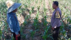 Dukung Swasembada Pangan, Bhabinkamtibmas Polsek Labuapi Turun ke Sawah Dampingi Petani Bagik Polak Barat