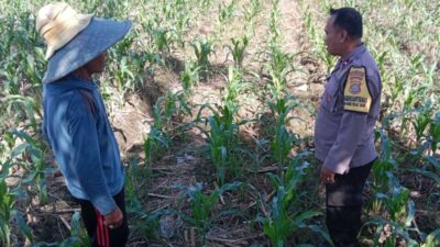 Dukung Swasembada Pangan, Bhabinkamtibmas Polsek Labuapi Turun ke Sawah Dampingi Petani Bagik Polak Barat