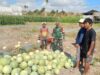 Sinergi Babinsa dan Petani Semangka Tumbuhkan Harapan Desa Lebih Sejahtera